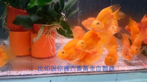 血鸚鵡混養金魚|血鸚鵡 (財神魚)飼養教學及注意－我愛家｜痞客